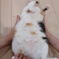 西野はるか