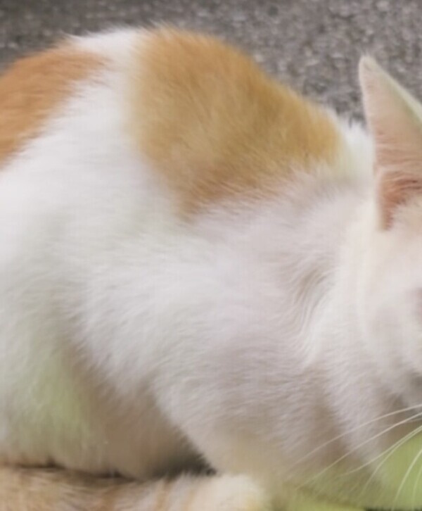 新しい出会い…🎀