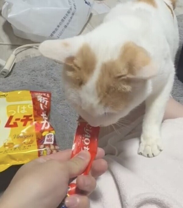 食いしん坊😮‍💨࿔