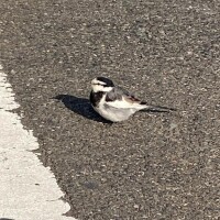 𓂃𓈒𓏸︎︎︎︎ 🕊