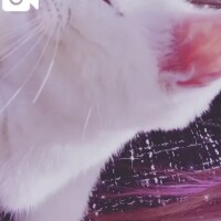 猫派犬派