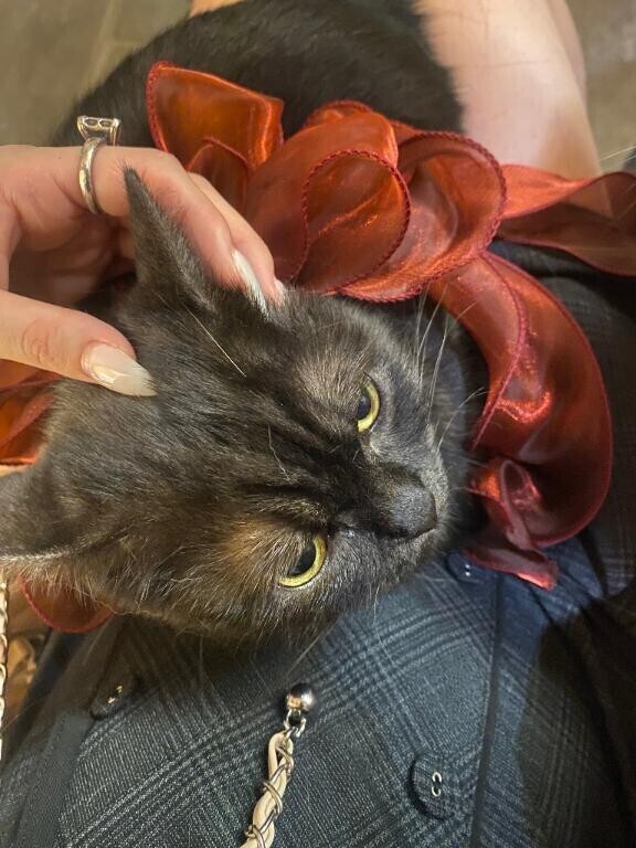 猫カフェ🐱