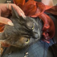 猫カフェ🐱