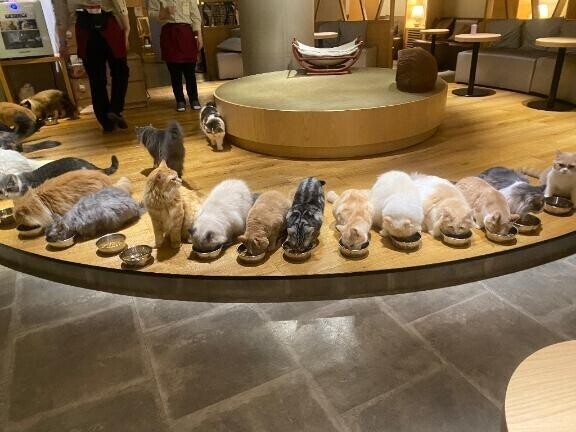 趣味猫カフェ🐱
