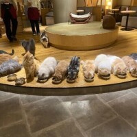 趣味猫カフェ🐱