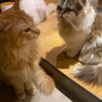 猫カフェ🐱