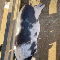 癒し