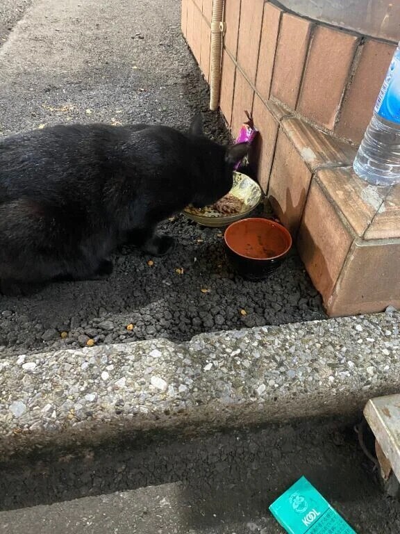 猫探し