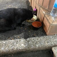 猫探し
