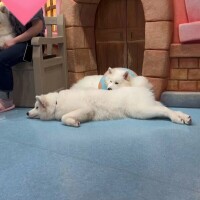 はまってるもの