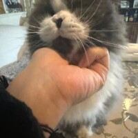 コレ見てたら返信ください😭