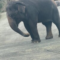 すごい。チン行動力