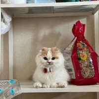 私の飼ってる猫ちゃんの話し?
