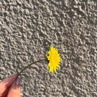 幸せ