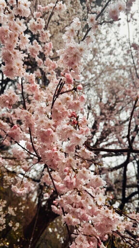 お花見