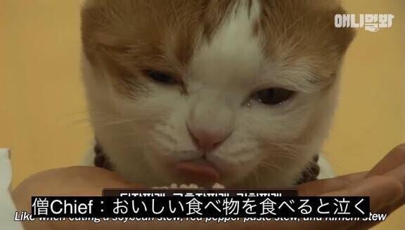 🐱本日ねこは閉店致しましたァァァ🐱