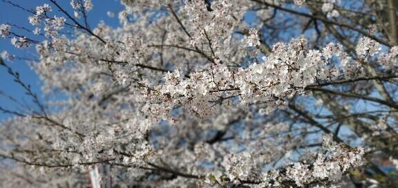 土浦で桜🌸見れるかな🌈