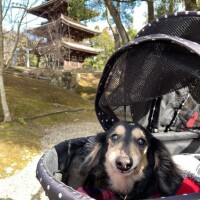 空音