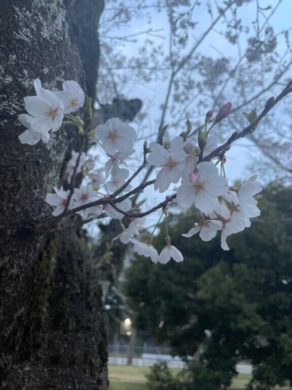 お知らせ🌸