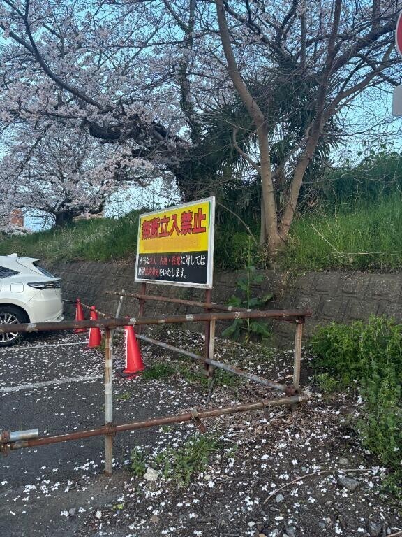 サクラ🌸