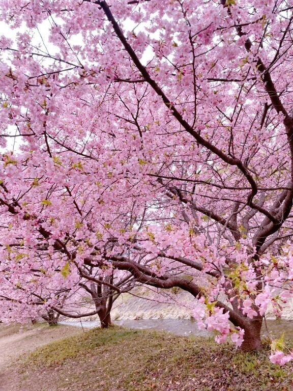 お知らせ⸜🌷︎⸝