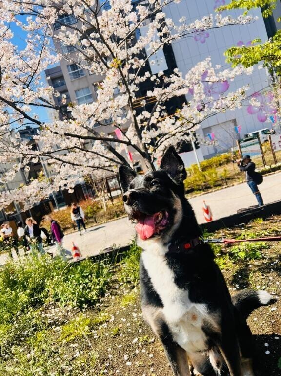レヴィンくん、虹の橋へ…