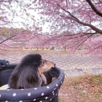 空音