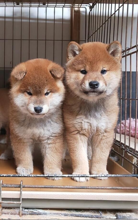取り急ぎ無事生還のお知らせ