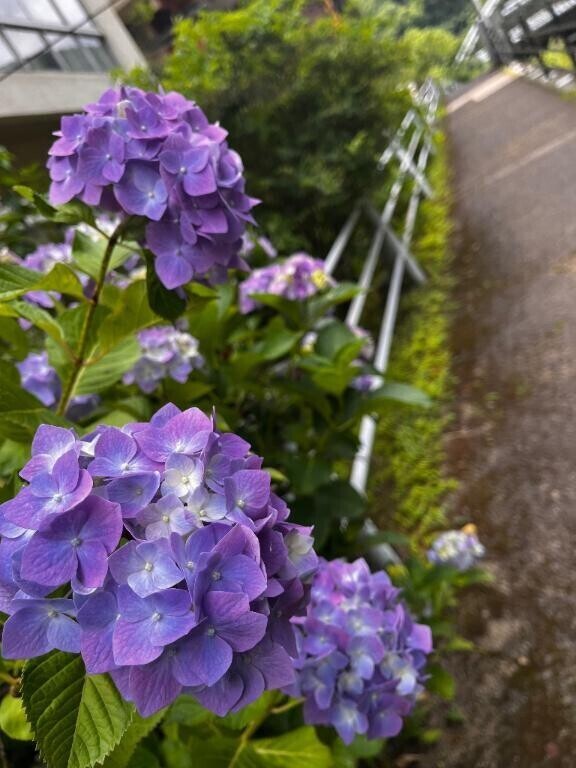 ♡夏月♡