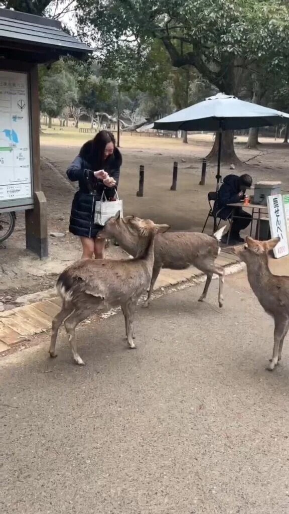 趣味についてその1💕旅行(鹿の頭突き)