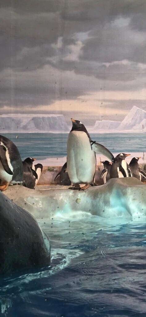 ペンギンみたい