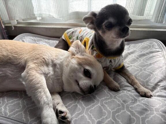 おやぷみなたい💤