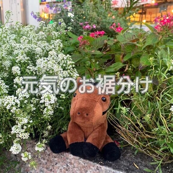 🐴元気のお裾分け