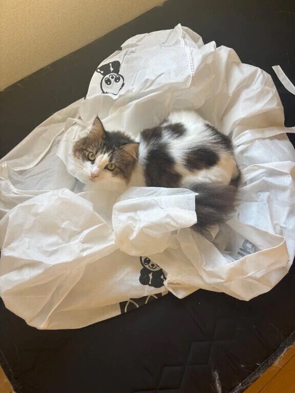 おやすみ中もありがとう！