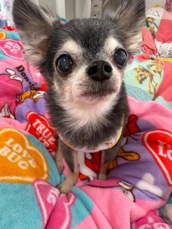 ヨヤクナシデスグハイレル🇮🇩