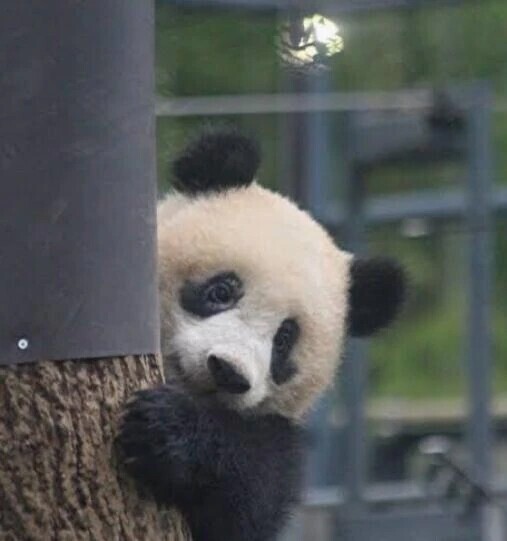 |ू•ω•)ﾁﾗｯ