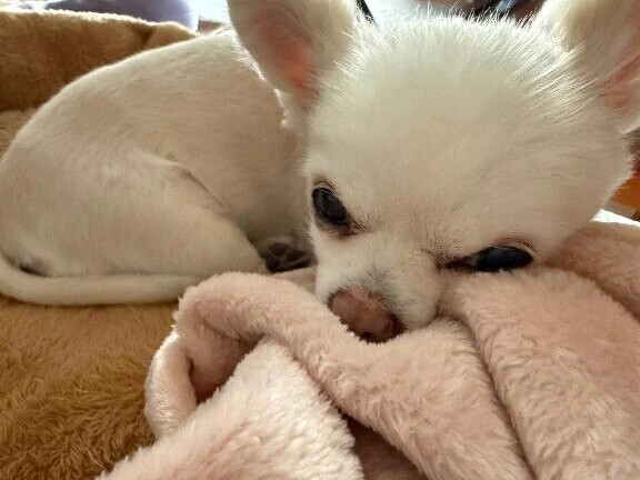 クロマティ⚾️