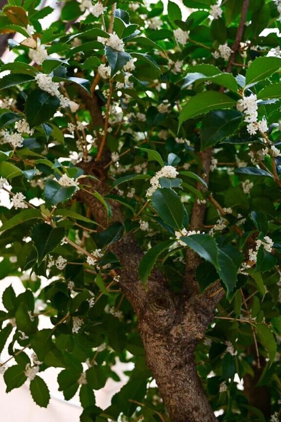 ご予約ありがとうございます🙇🏻‍♀️