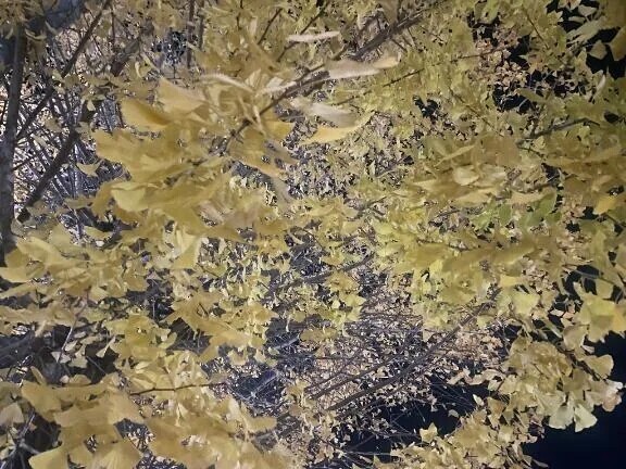 せつなさにキュッとなる