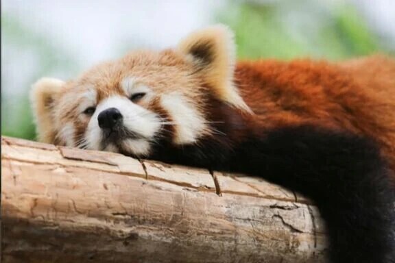 今年もやってきた(๑•̀ㅂ•́)و