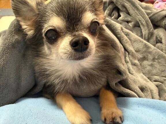 明日のお願い🩷