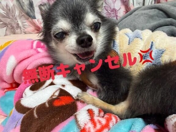 無断キャンセル💢