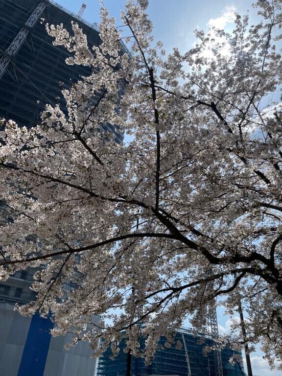 さくら🌸
