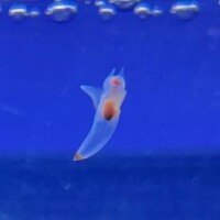 ちな