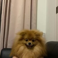 れん