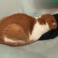 えま