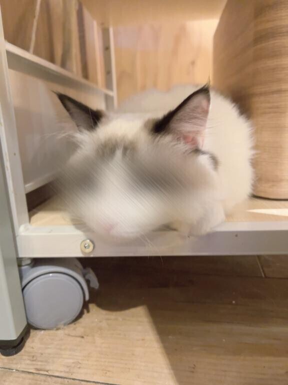 出勤ｯ