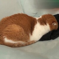 えま