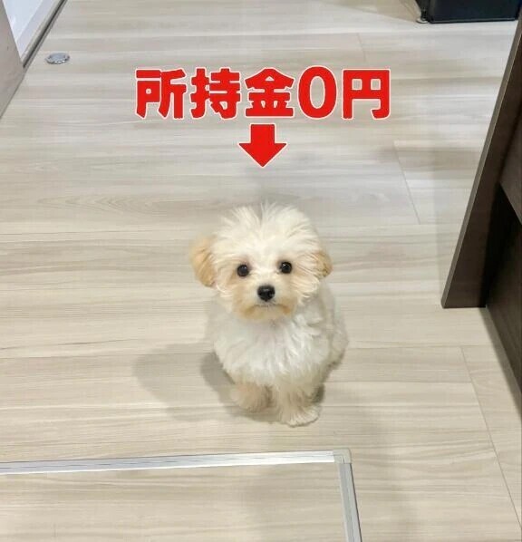 花火大会なんだー（ ;  ; ）