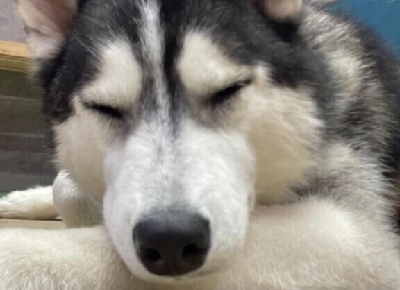 ハスキーカフェ🐶